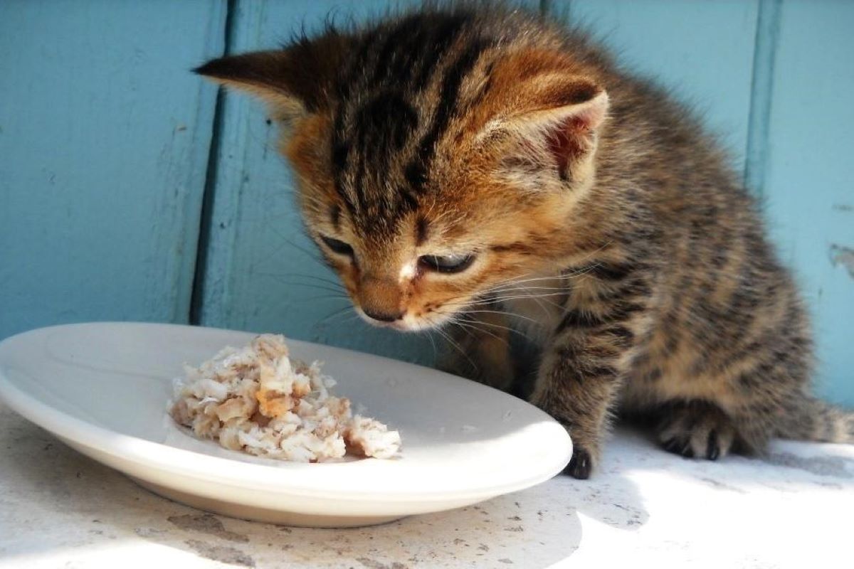 cucciolo chemangia