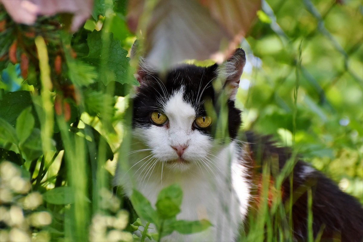 gatto in giardino