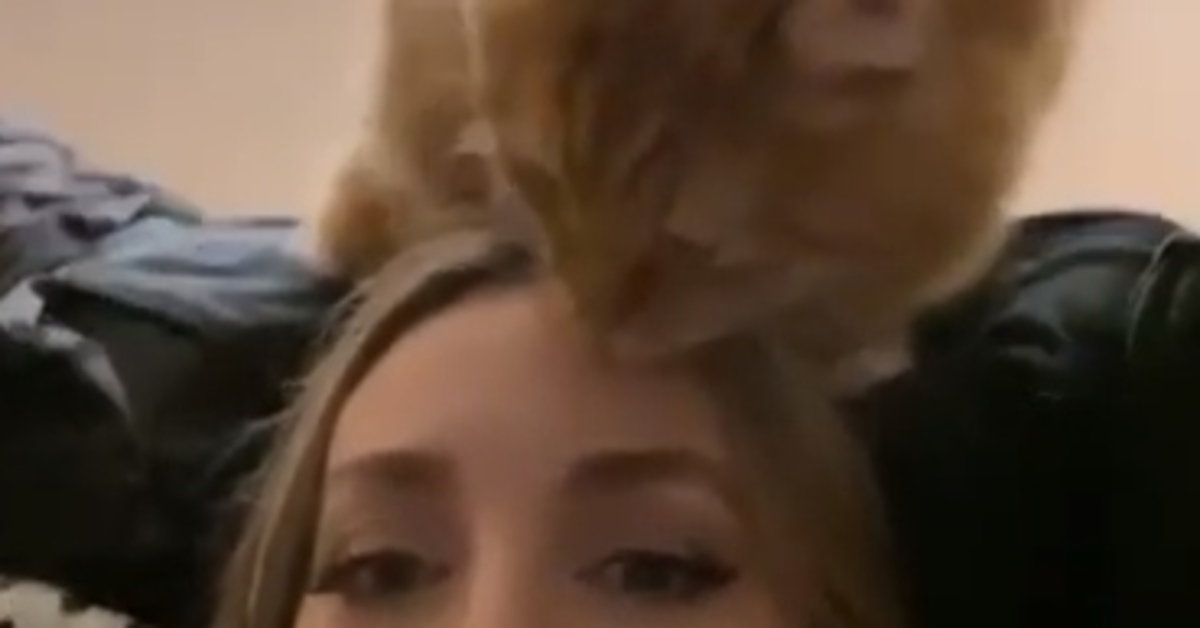 Gosha gattino siberiano capelli video