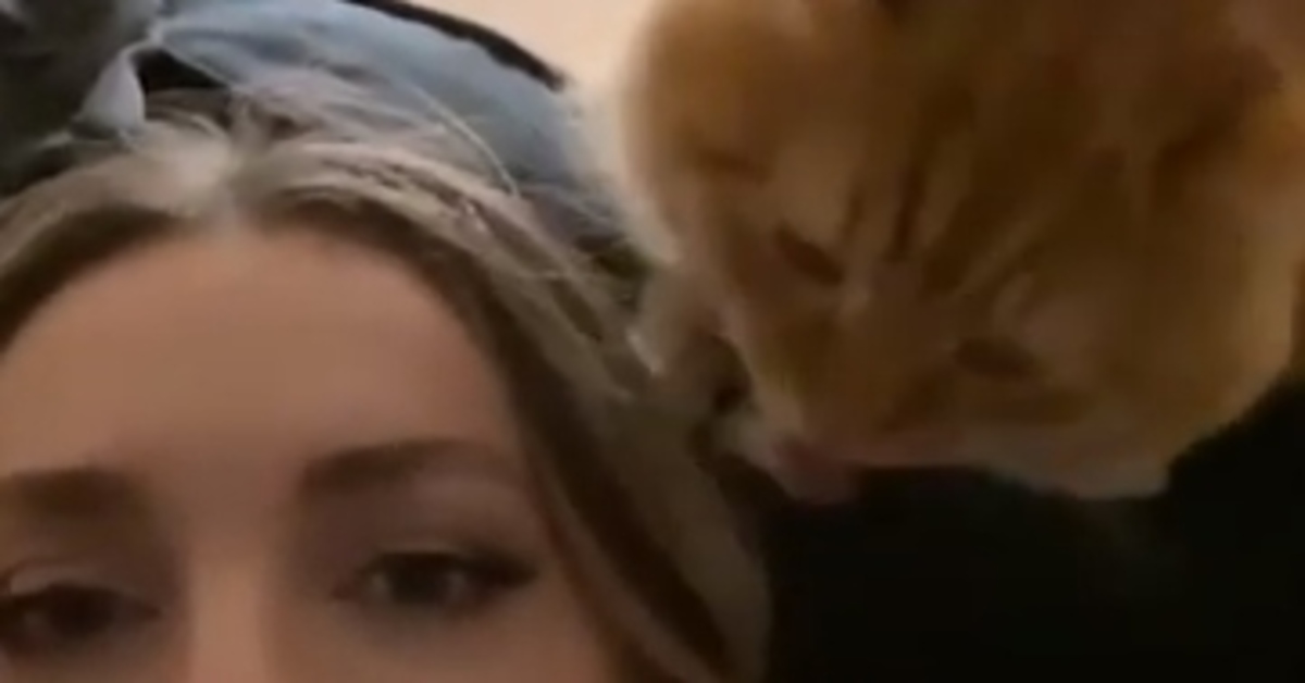 Gosha gattino siberiano capelli video