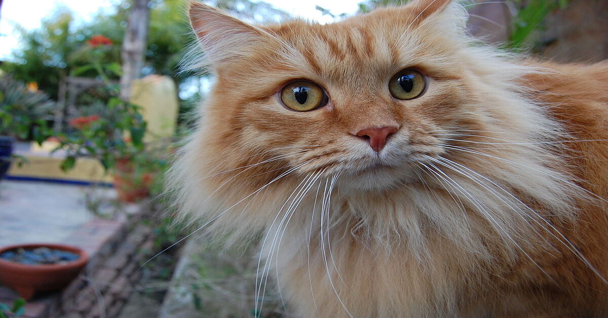 Gosha, il gattino Siberiano che adora mordere i capelli della padrona (VIDEO)