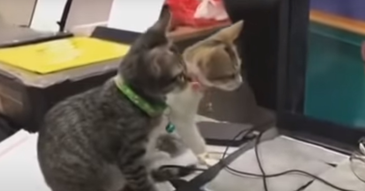I due gattini sono estasiati di fronte al cartone animato Tom & Jerry (video)