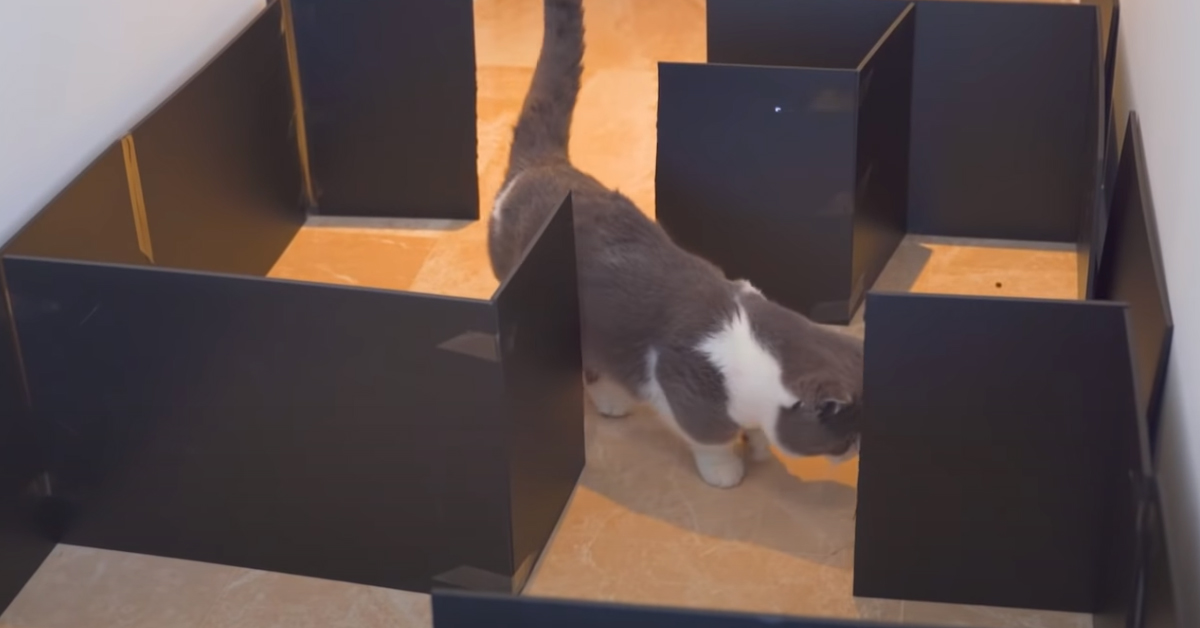 Gatto in un labirinto