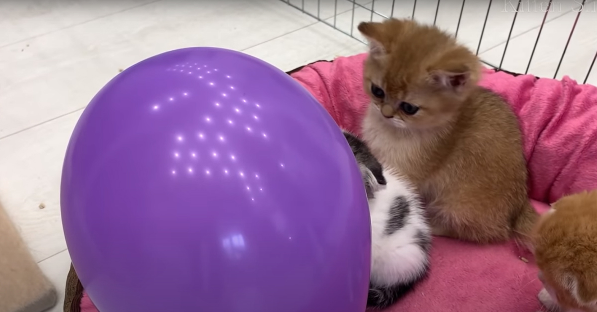 Gatti che giocano con palloncino