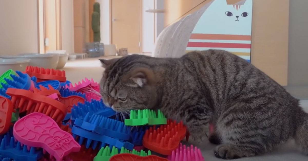 Gatto con spazzole