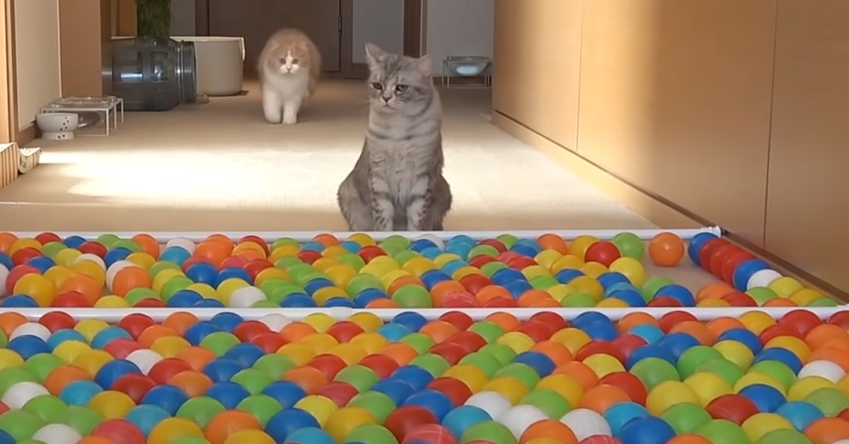Gatti osservano palline colorate