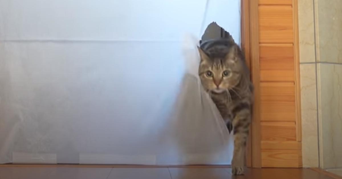 Gatto sfida un muro di carta