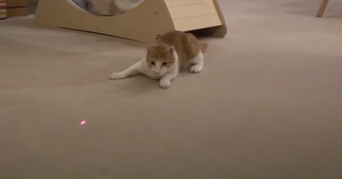 Gatto gioca con un laser