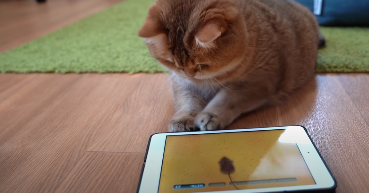 Gatto che gioca con tablet