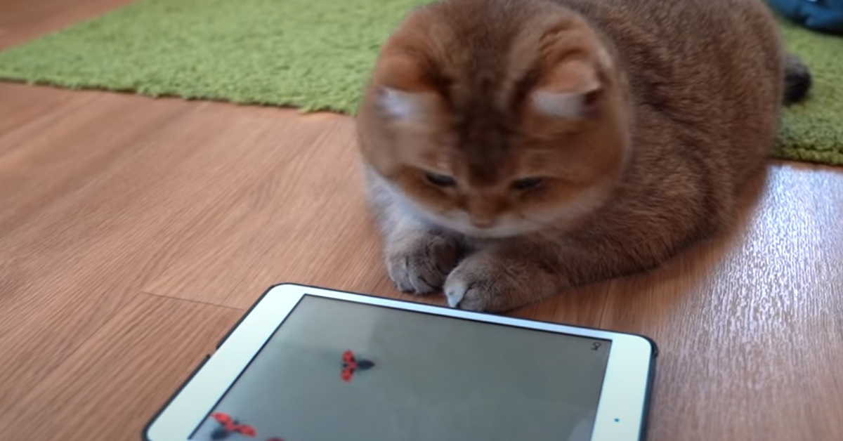 Gatto che gioca con tablet