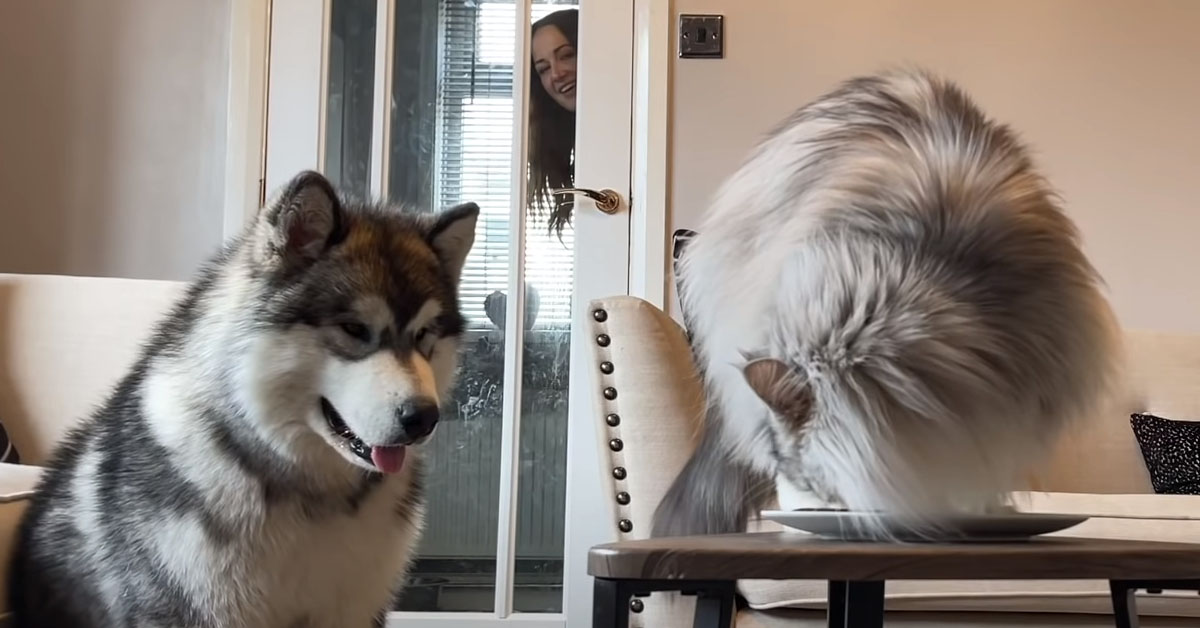 Gatto che mangia con un Alaskan Malamute