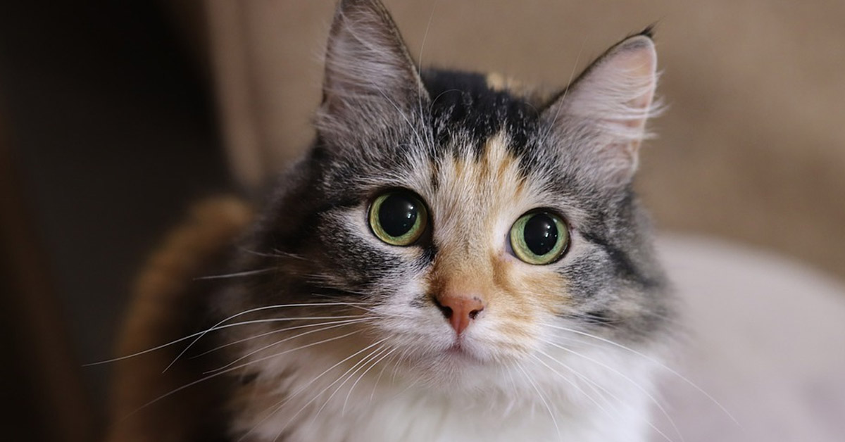 Il gattino ascolta per la prima volta la musica classica e la sua reazione emoziona il web