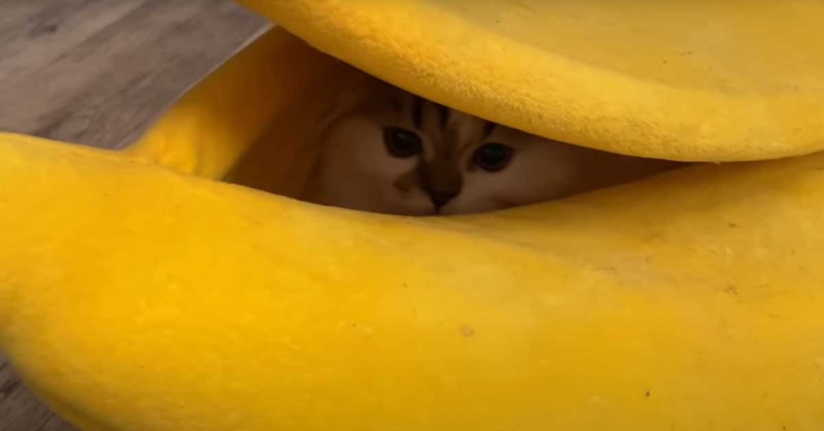 Gatto si nasconde