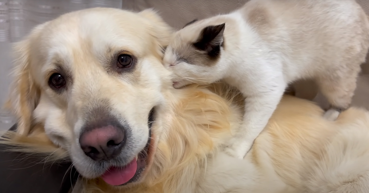 Gatto con un Golden Retriever