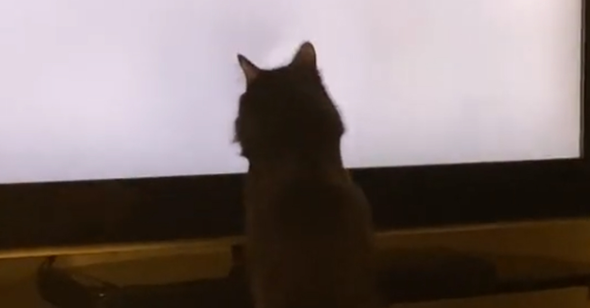 Gatto guarda la tv