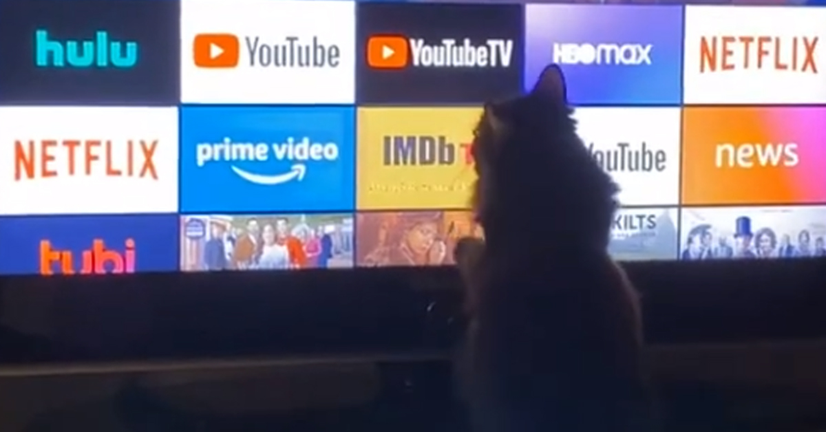 Gatto guarda la tv