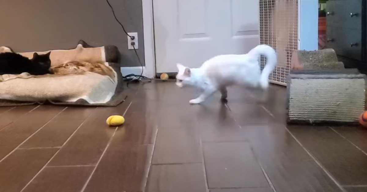 Gattino che gioca