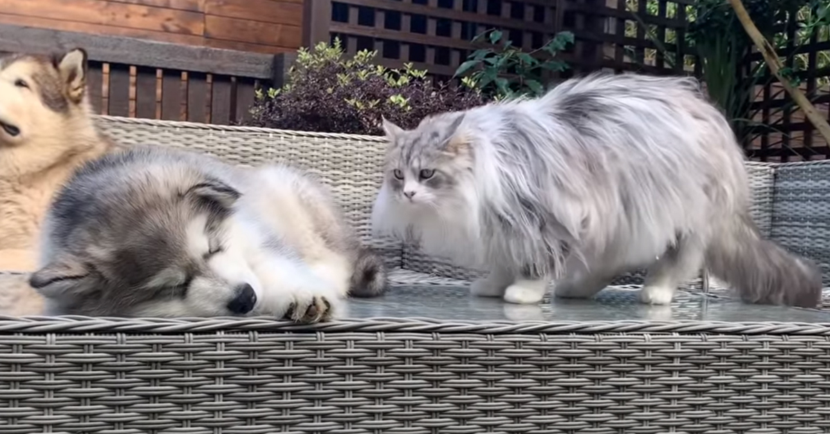 Il gattino incontra per la prima volta un cucciolo di cane e vuole subito fargli capire chi comanda