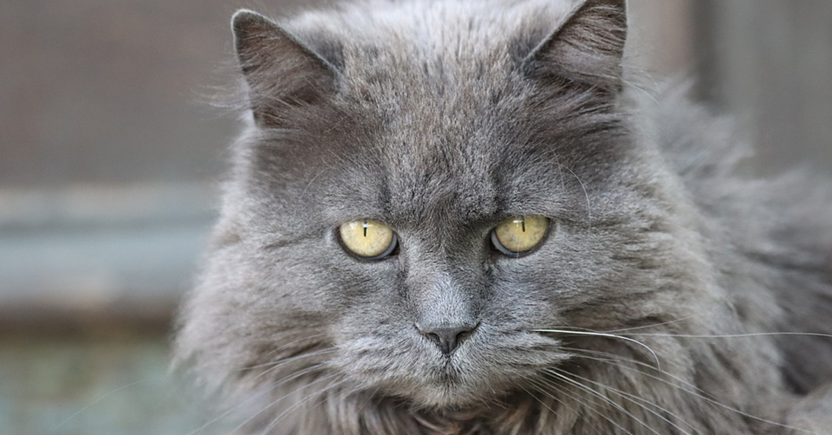 Il gattino non vuole che la padrona gli parli e le tira uno schiaffo ogni volta che ci prova (video)