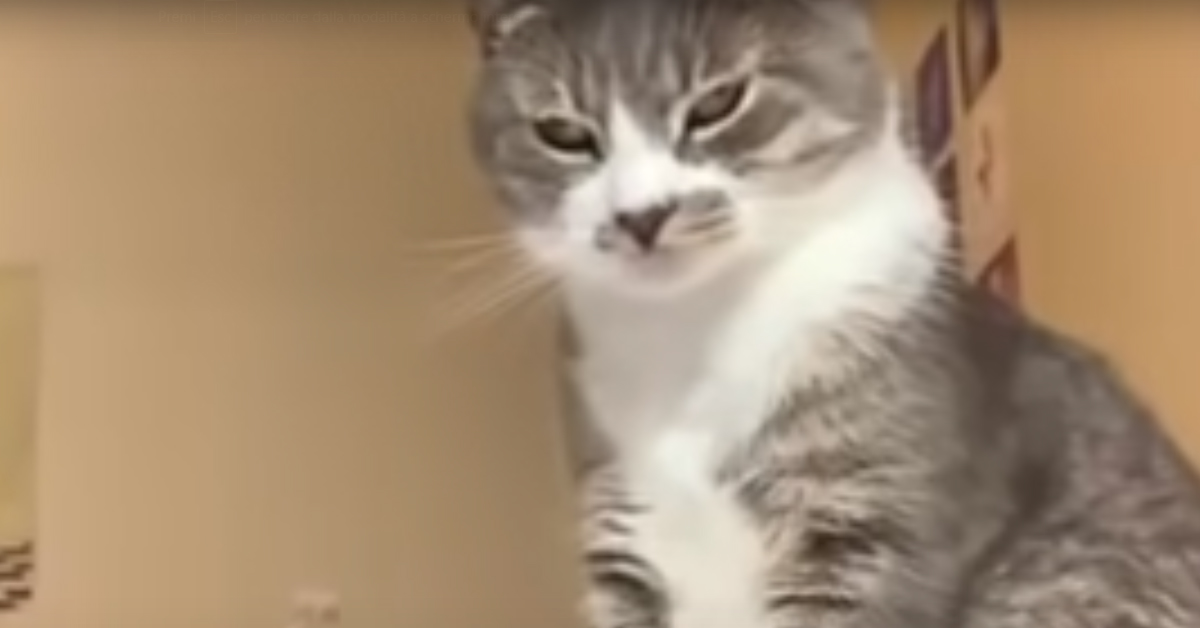 Gatto arrabbiato