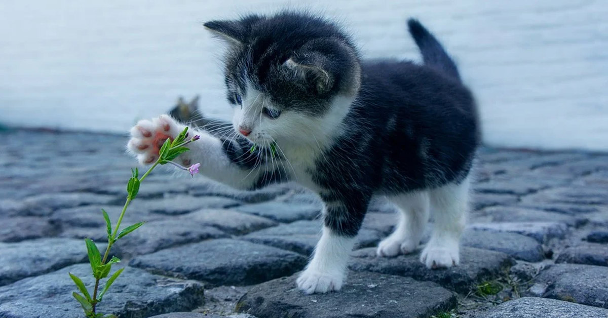 Gattino che gioca con un fiore