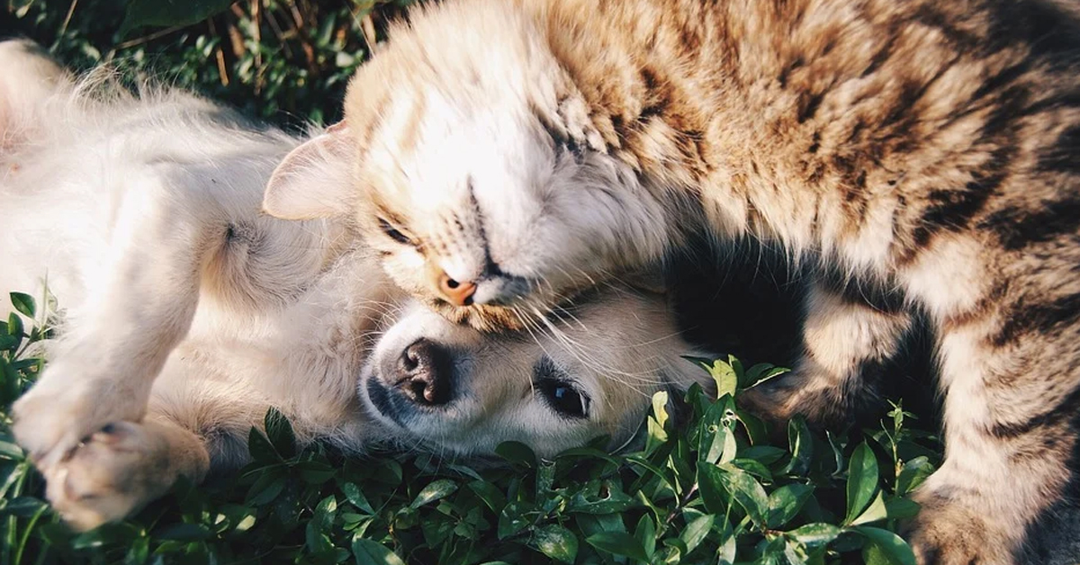 Il gattino protegge il cucciolo di cane dall’agguato di un altro felino (video)