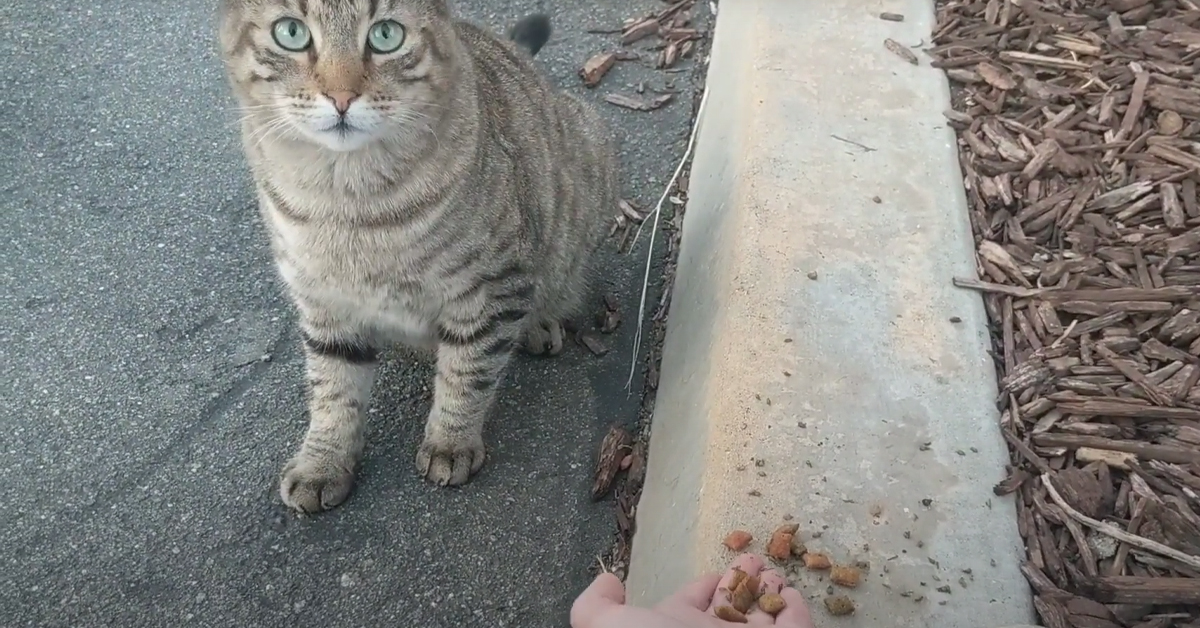 Il gattino randagio prende coraggio e per la prima volta mangia dalla mano di una ragazza: il momento è emozionante