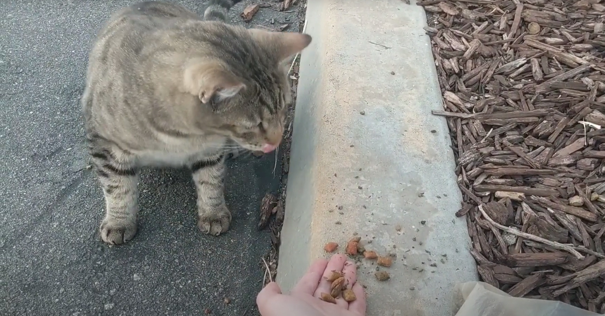 Gatto che mangia