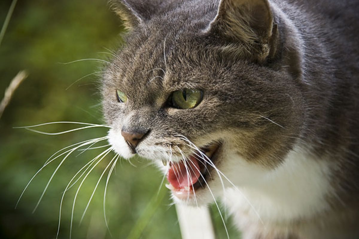 gattino si arrabbia se lo tocco