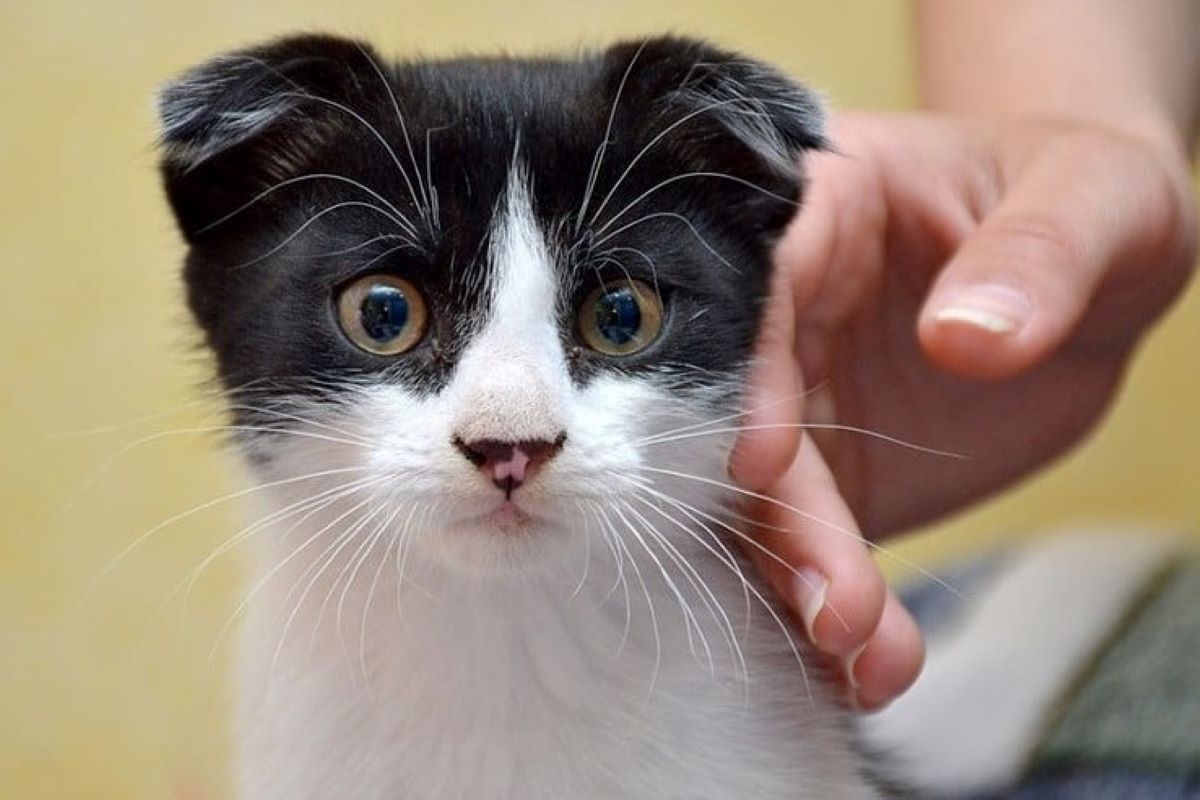 Il gattino si arrabbia se lo tocco, che gli succede?