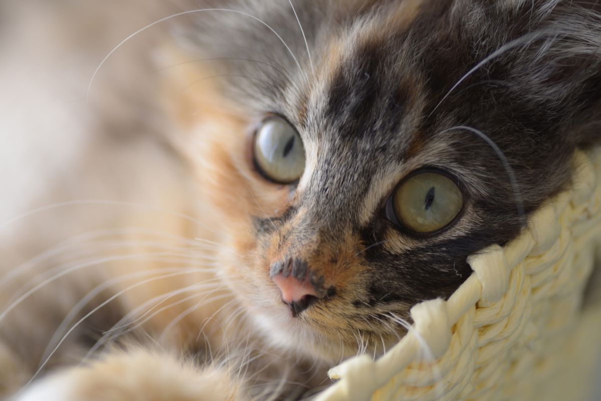 il gattino si insegue la coda