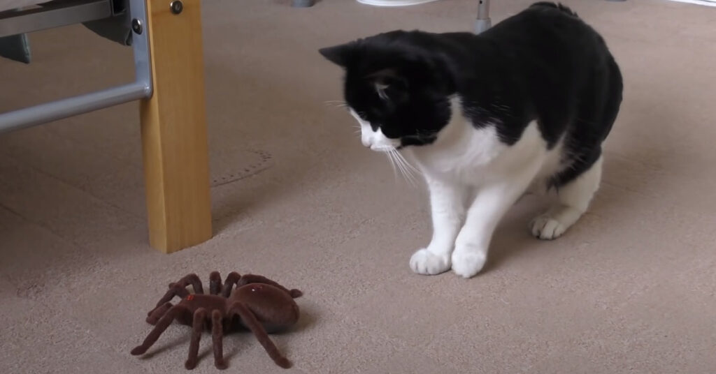 Gatto contro un ragno finto