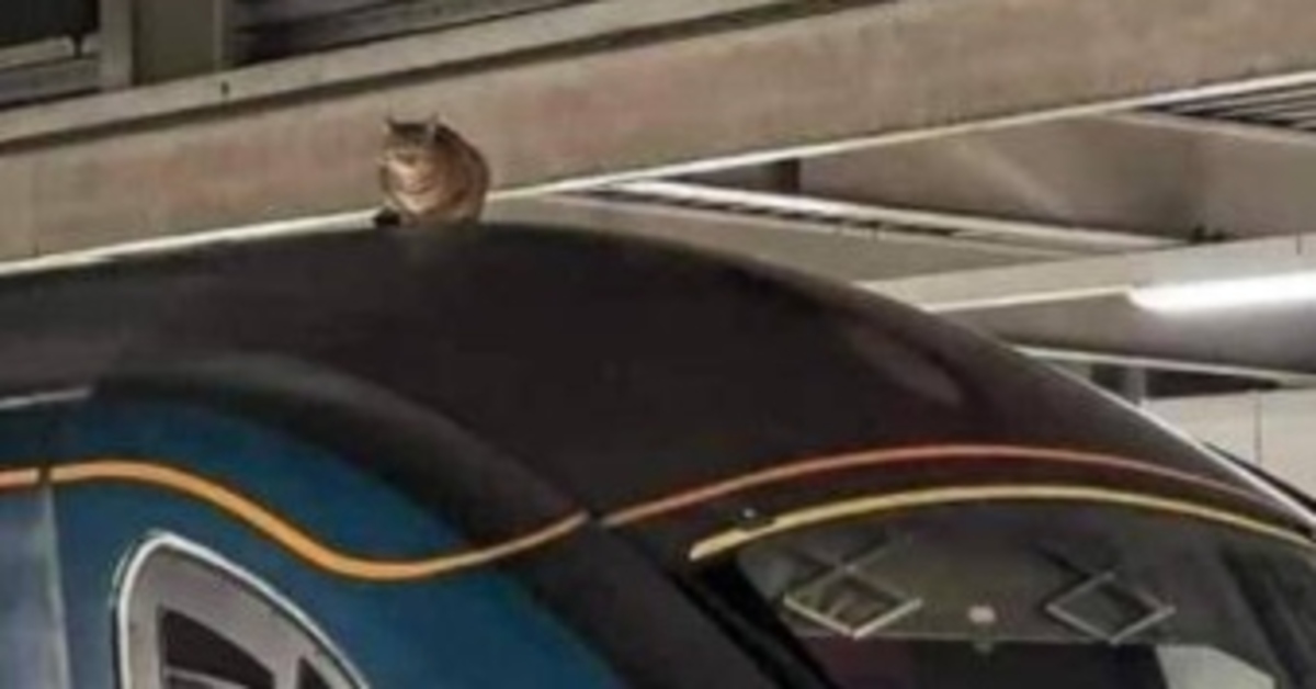 gattino stazione treni video