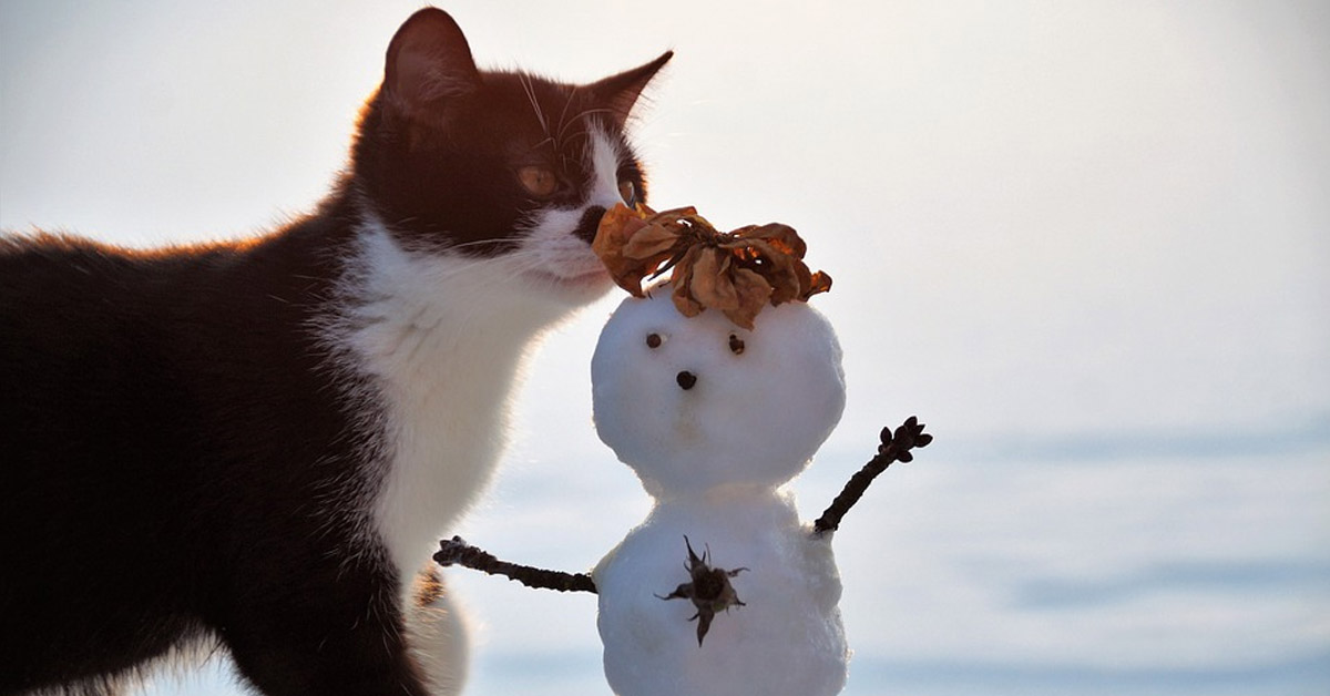 Il gattino vede la neve per la prima volta e non riesce a trattenere l’entusiasmo