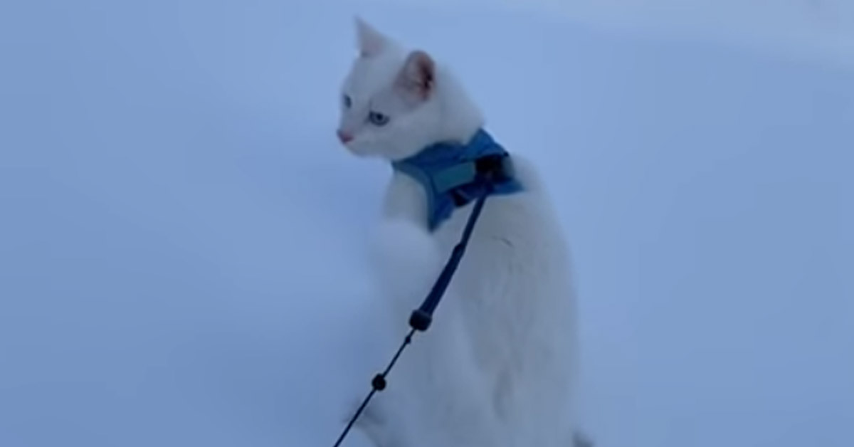 Gatto nella neve