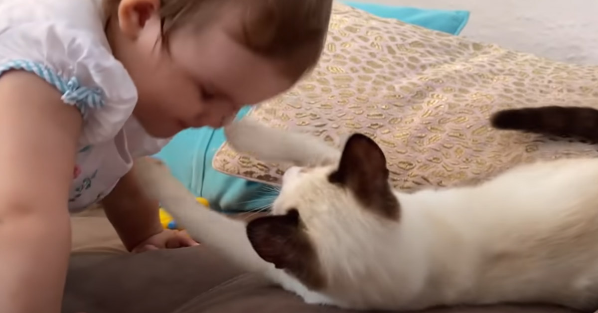 Gatto gioca con un bambina