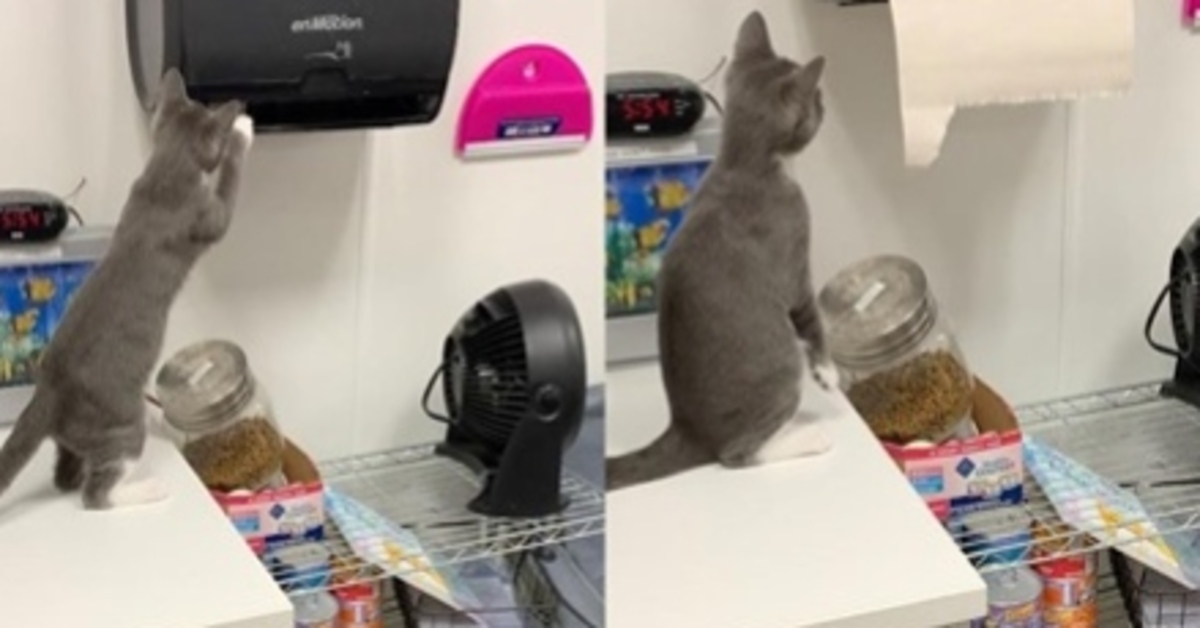 Joey, il gattino che ha imparato ad attivare il distributore di asciugamani di carta (VIDEO)