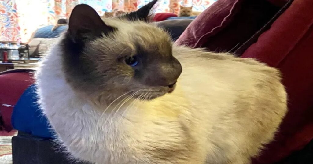 Khy gattino siamese video