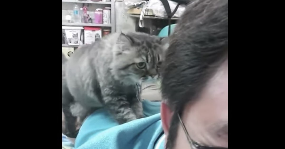 gattina sa fare massaggi al padrone