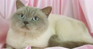 La gattina Bianca affronta una difficile challenge (VIDEO)