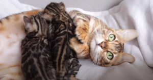 La gattina del Bengala neo mamma è emozionata di prendersi cura dei suoi cuccioli (video)