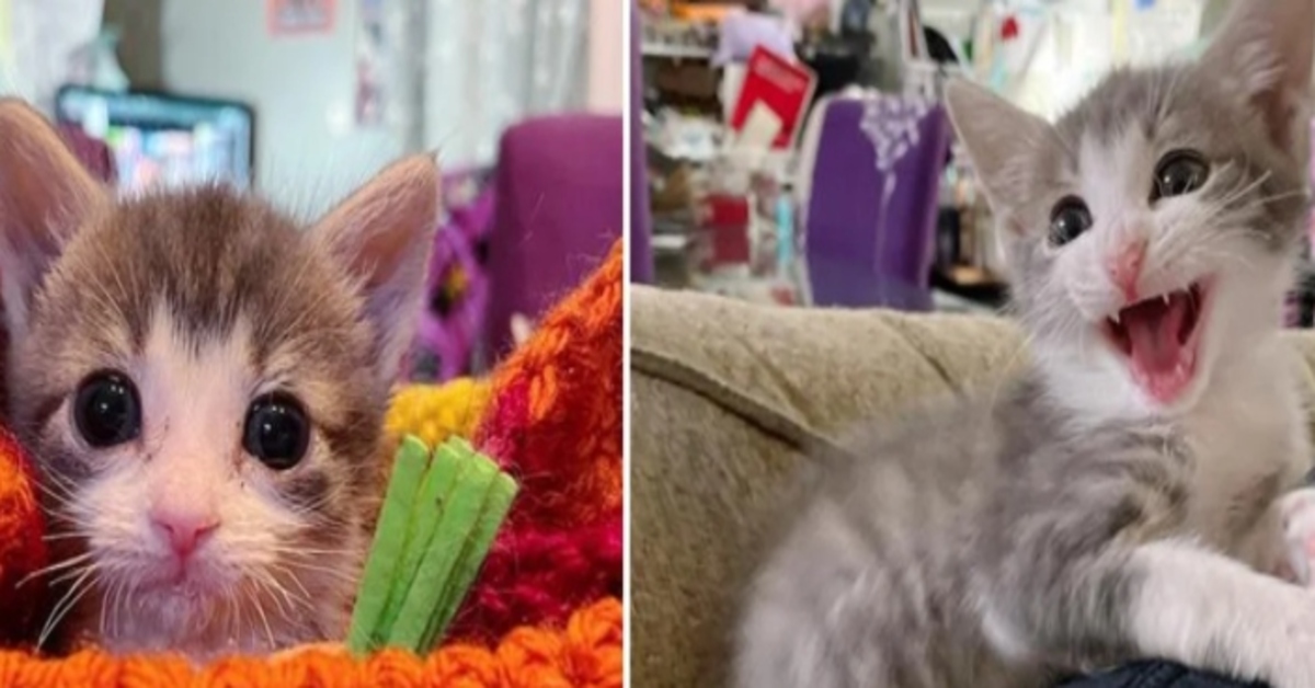 La nuova vita di Finn, il gattino abbandonato a causa dei suoi problemi di salute (VIDEO)