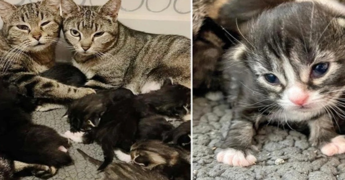 La storia dell’amicizia tra due gattine soriano, entrambe in attesa di cuccioli, Pickle e Olive (VIDEO)