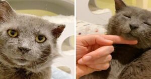 La storia di Mason, il gattino dallo sguardo “da duro” con un cuore tenero e dolce (VIDEO)