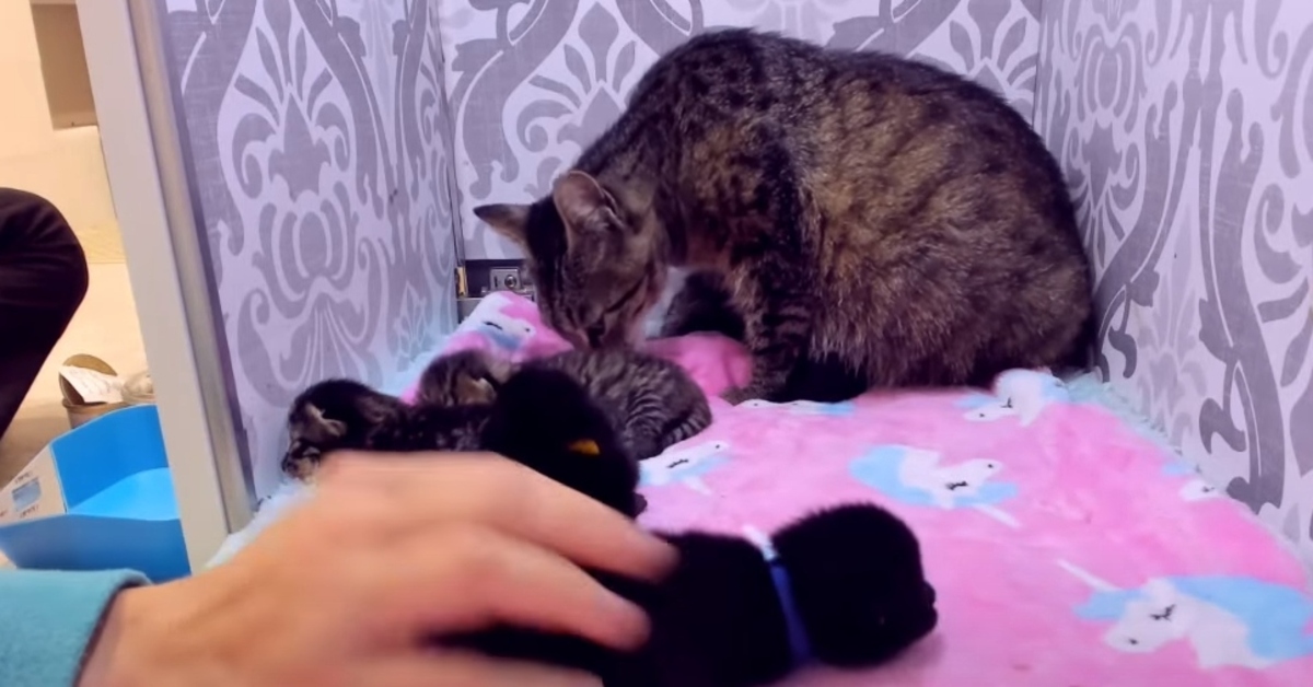 La storia di Mavis, una gattina che ha ritrovato la fiducia nell’essere umano (VIDEO)