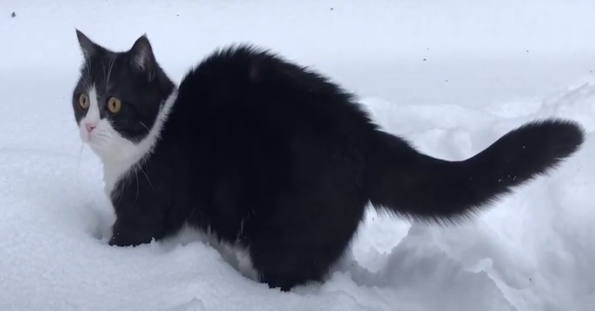 Manchester, il gattino con le zampe corte scopre la neve (VIDEO)