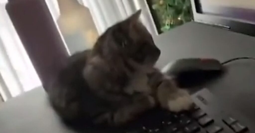 Marble gattina cappuccio video