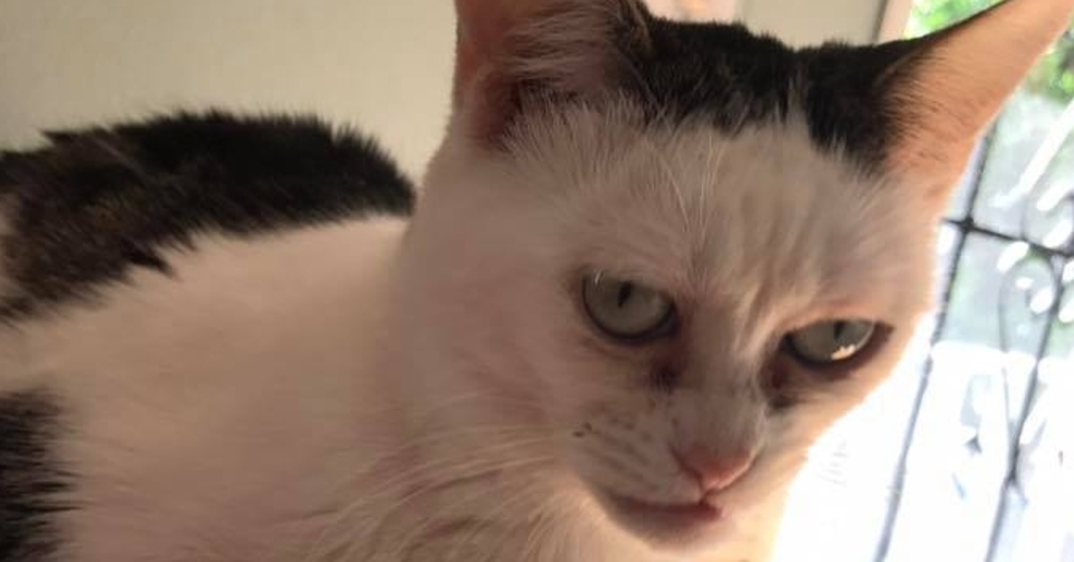 Marla gattina Pennywise video