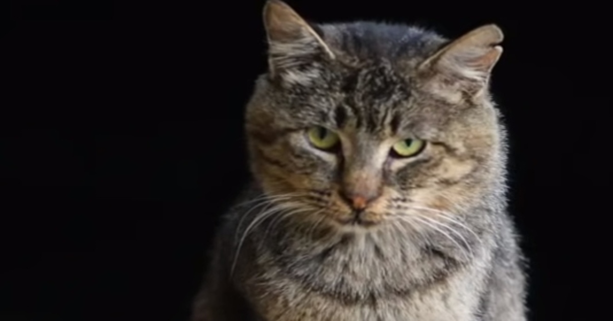 Mason, il gattino destinato all’eutanasia che è diventato il nonno dei cuccioli più bisognosi (VIDEO)