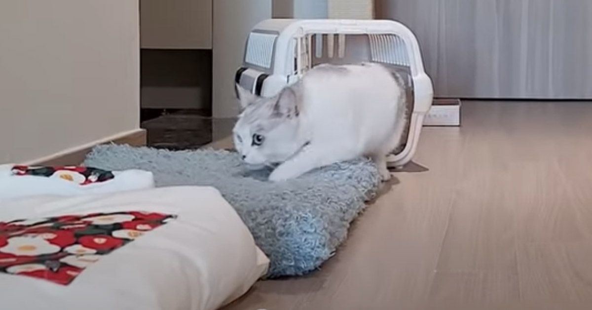 Gatto che va nella sua cuccia